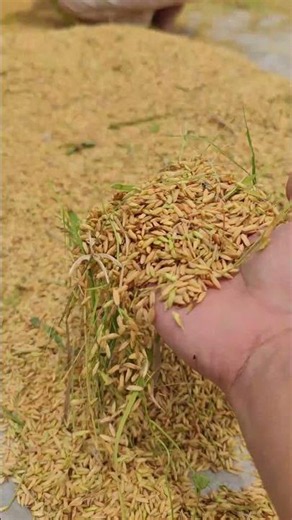 The process of threshing rice is very practical -Agriculture farming #shorts