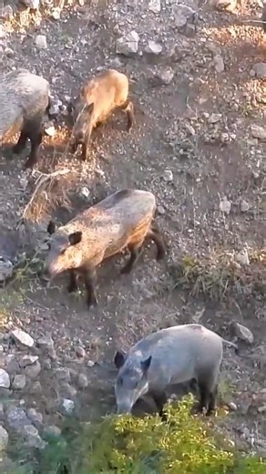 Wild Boar Exploded Out of the Woods. #wildlife #animals #wildboar #hunting #загоннаяохота #охота