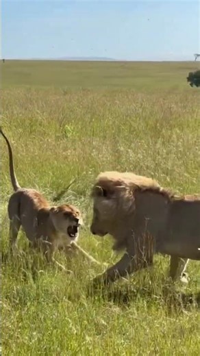 Lion and Lioness in a Fierce Face-Off | Maasai Mara National Reserve | Travins World