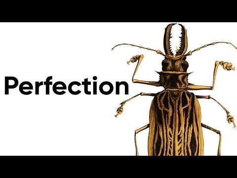 The Aesthetic Mastery Of Insects