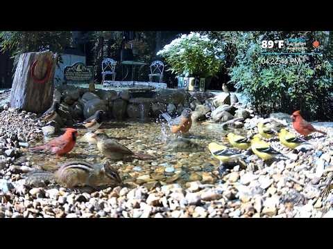 LIVE ⭕ Relaxing Wednesday With Birds, Blooms, Butterflies and Wildlife