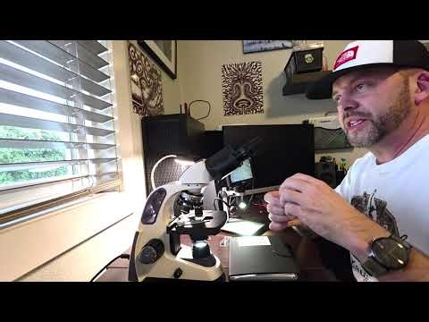 Strange Mushroom in the Microscope- Fungal Microscopy