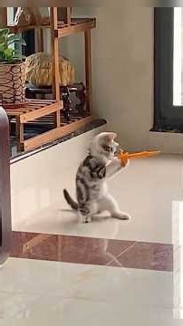 Funny Cats 🐈