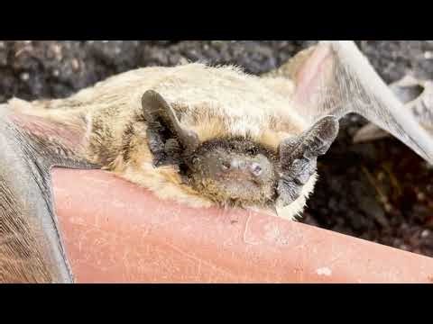 Goth (Slowed + Reverb) by Sidewalks and Skeletons with Bat