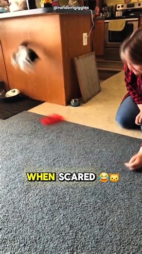 Scared Cat Compilation 😱🐱 #shorts #cat #funny #scared