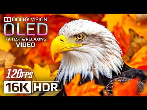 Ultra Clarity 16K HDR 120fps Dolby Vision - See the World Like Never Before