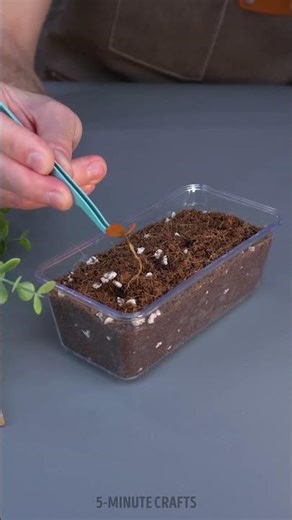 Grow plants in lemon 🌱 easy gardening hack