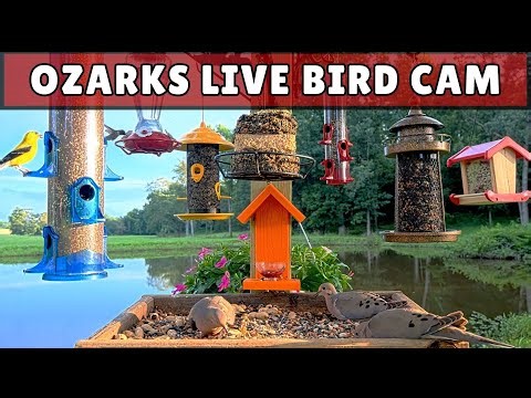 Ozarks Live Bird Feeder Cam 🐦 Cardinals & Blue Jays | Missouri Backyard Birds • May 1, 2026