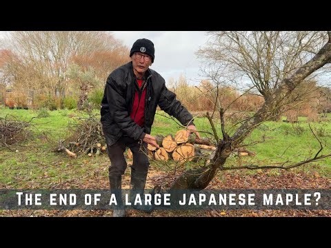 The End of A Large Japanese Maple?