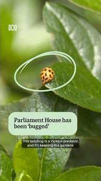 Are these Parliament’s hardest working residents? 🐞| ABC NEWS