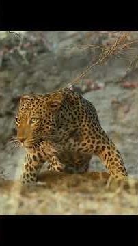 Wolves chase animals.