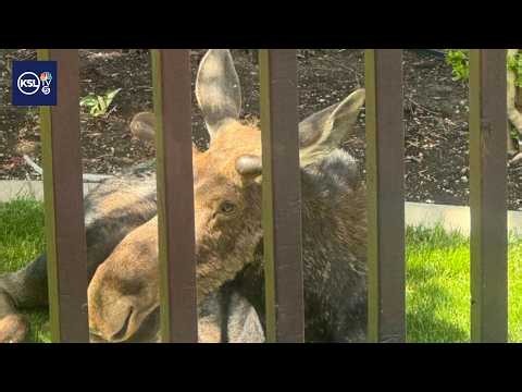 Moose relocated after wandering into a backyard, officials say dry winter impacts animals