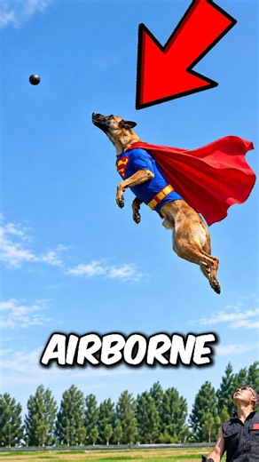 These 3 Dogs Can JUMP Like Superheroes! 😳🐕