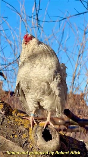 Best of Anthony! A rooster of the true bantam breed Barbu d'Anvers crowing/Antwerpener Bartzwerge