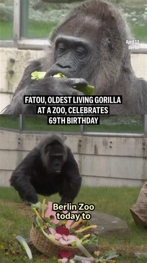 Fatou, oldest living Gorilla at a zoo, celebrates 69th birthday