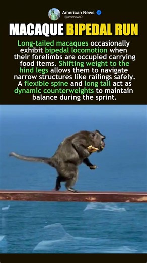 WHY MACAQUES RUN UPRIGHT