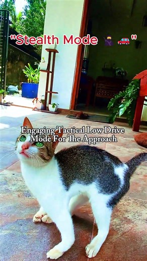 T-Rex on patrol: what he is hunting #shorts #funnycats