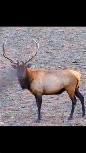 Close Range Elk Bow Hunting | Incredible Up-Close Encounter! 🦌🏹#ElkHunting #BowHunting #CloseRange