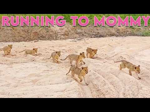 Mommy Lion Calls Her 7 Adorable Cubs to Dinner