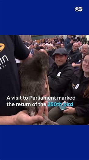 Kiwi birds return to New Zealand's capital city | DW News