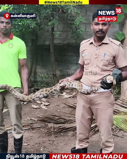 Python | கன்னியாகுமரி மாவட்டம் ஈத்தாமொழியில் வீட்டு வளாகத்தில் பதுங்கிய மலைப்பாம்பு | N18S