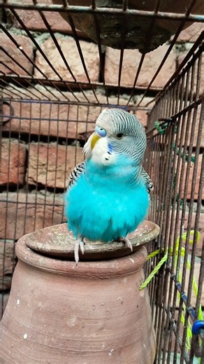 Budgie Sounds 🐦💚 | Cute Budgies Singing & Chirping | Bird Sounds