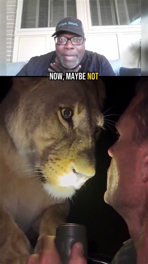 Lion In Safari Vehicle — A Little Too Much Adventure For Me