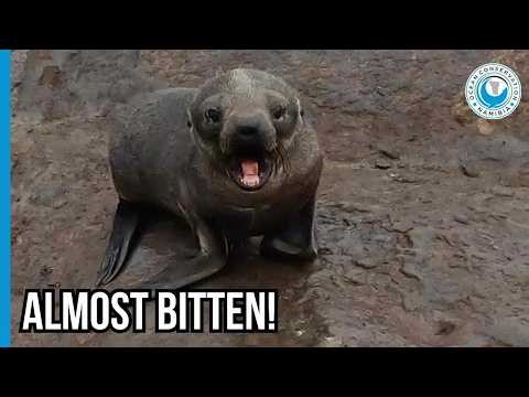 Why Seal Rescuers Must Have Iron Stomachs