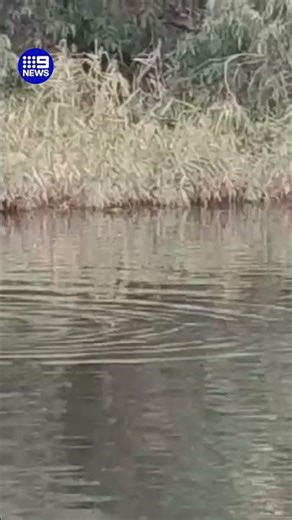 Dolphin spotted swimming past the famous MCG | 9 News Australia