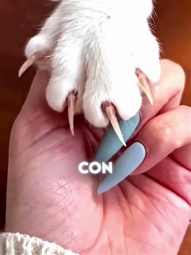 Tu Gato Podría Pensar Que Tus Uñas Largas Son Garras 😳