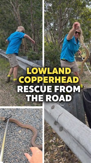 Helping A Snake Safely Leave A Dangerous Road