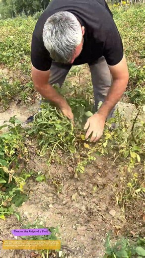 Unearthing Peanuts: The Soil’s Hidden Treasure