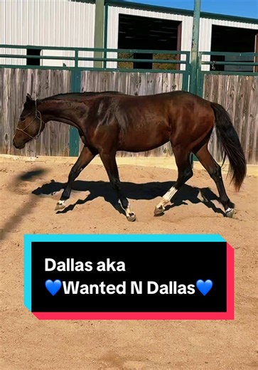 Dallas aka 💙Wanted N Dallas💙 at 20 months old! | dallas