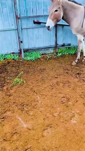 Funniest Donkey Ever Donkey Training the fun way 66