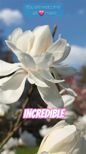 Pure White Magnolia is incredibly beautiful! 🌸