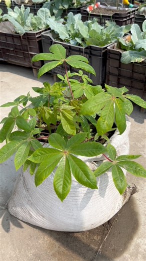 Easy way to grow cassava stem in garden bag by using compost soil #cassava #plants #nature #flowers #plantsofinstagram #garden #plant #gardening | Rezia Gardening