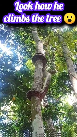 How does it climb the tree?🌳🐍