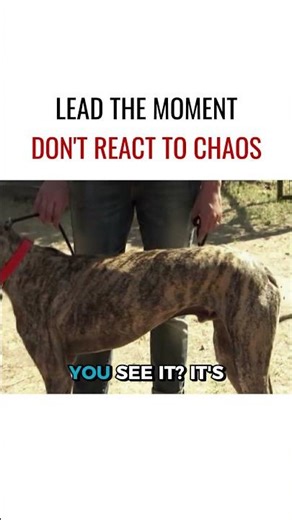 Lead the moment, don't react to chaos