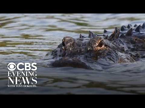 String of alligator attacks may be related to hot weather