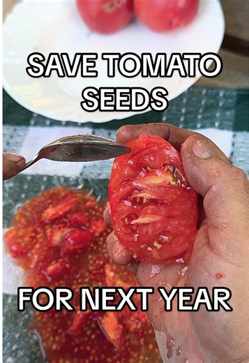 How to Save Tomato Seeds for Next Year: A Simple Guide 🍅
