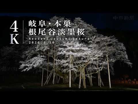 【4K】岐阜・本巣 根尾谷淡墨桜 今年は例年より1週間ほど早く満開に