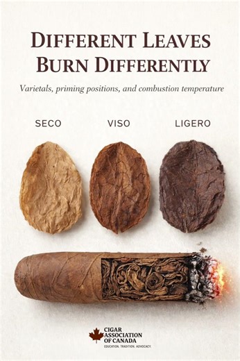 LEAF VARIETALS, BURN RATES, AND COMBUSTION TEMPERATURE