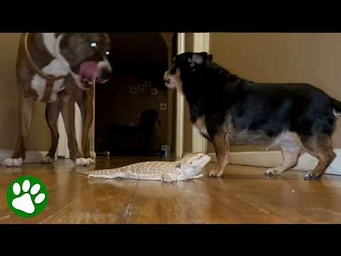 The Brave Chihuahua Who Puts Everything on the Line for Her Reptile Friend