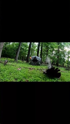 Turkey Head Shot-A Must Try For All Bow hunters. #turkey #turkeyhunting #decap #headshot #spring