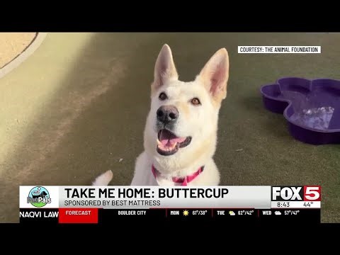 Pet Pals: Take Home Buttercup