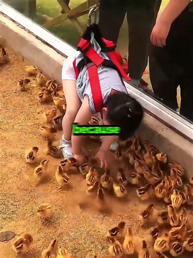 They Lowered This Girl Into A Sea Of Baby Chicks 🐥