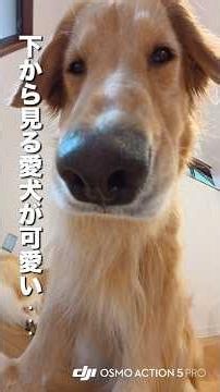 下から覗いた愛犬が可愛すぎる...!!【ゴールデンレトリバー・ボーダーコリー】#osmoaction #ShotOnOsmo