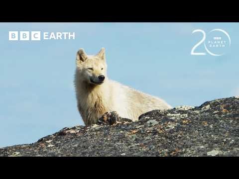 Can This Baby Caribou Outrun An Arctic Wolf? | 20 Years of Planet Earth II | BBC Earth