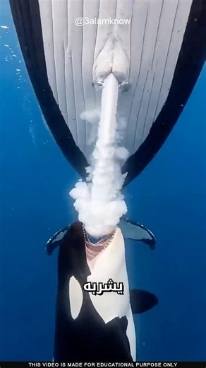 ما سر حليب الحوت