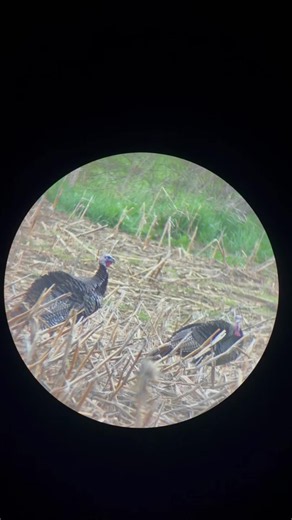 Used it all throughout turkey season #spottingscope #turkeyhunting #deerhunting #vortexoptics #outdoorsman @Yoelerey Outdoor